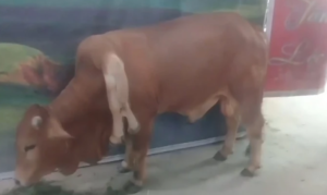 Fenomen kakav još niste vidjeli: Krava sa šest nogu i dva repa prava je turistička atrakcija