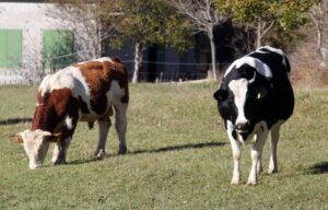 Grom usmrtio dvije steone krave: Vlasnik ih pokušao spasiti zakopavujući ih u zemlju