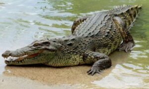 Nesreća za nesrećom! Tinejdžera (17) ugrizao krokodil dok je bježao od poplava