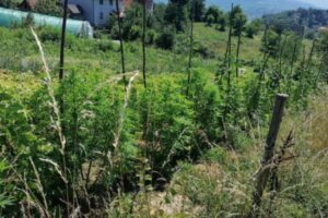 Završio iza rešetaka: Među povrćem u bašti zasadio i marihuanu