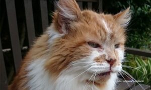 “Tretirala sam je kao dijete”: Uginula najstarija mačka na svijetu, vlasnica neutješna