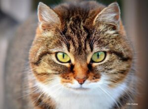“Simptomi kao kod ljudi”: Porodica u karantinu britanskim sojem korone zarazila mačka
