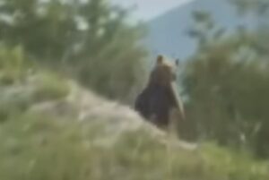 Ovo se ne viđa često: Medvjed prošetao putem u BiH VIDEO