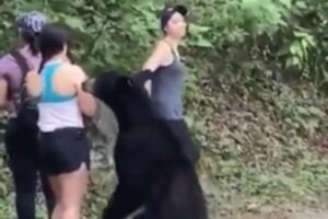Ne baš prijatno iskustvo: Kako ostati smiren kada u šumi sretnete radoznalog medvjeda VIDEO