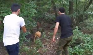 Psi napali srnu u šumi, spasili je migranti