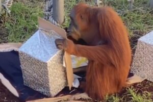 Neobična zakuska u zoološkom vrtu: Ovako orangutani slave rođendan VIDEO