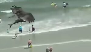 Orao zgrabio ajkulu iz okeana i preletao plažu – VIDEO