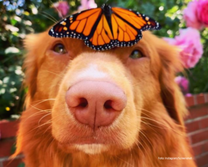 Jedinstveno prijateljstvo: Ljupko štene zlatnog retrivera obožava leptire, i oni njega FOTO