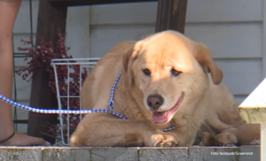 Nevjerovatan pohod: Porodica odselila, a pas prešao 100 kilometara da se vrati kući VIDEO