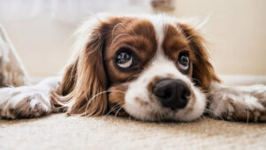 Mali signali: Suptilni načini pomoću kojih pas traži pomoć od vas