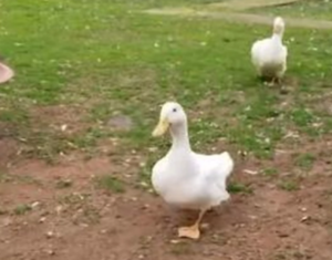 Popraviće vam dan! Stavio pred patke činiju graška, a njihova reakcija je nevjerovatna VIDEO