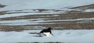 Potresno! Snimak depresivnog pingvina koji ide pravo u “svoju smrt” rasplakao svijet