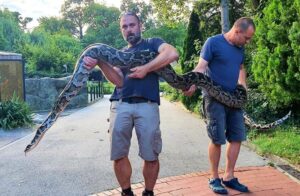 Uhapsili tipa u Zagrebu, pa u njegovom stanu našli pitona dugog 5,5 metara – FOTO