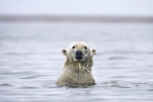 Jedna od najugroženijih vrsta: Polarni medvjedi mogli bi izumrijeti do kraja 21. vijeka