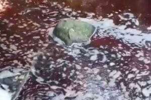 Građane šokirao prizor: Potokom tekla krv
