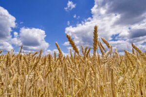 Nakon zatvaranja luka u Ukrajini: Cijena pšenice skočila na 14-godišnji maksimum