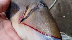Mnoge žene bi joj pozavidjele: Riba sa “napumpanim” usnama totalni hit na internetu FOTO