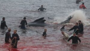 Ritual ubijanja 250 kitova i 35 delfina na Farskim ostrvima