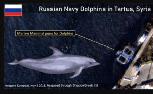 Da li su Rusi slali obučene delfine u rat u Siriji?