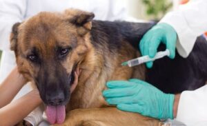Sprečavanje bjesnila: Najbolja preventiva vakcinisanje i čipovanje pasa