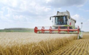 Marinković: Prinosi pšenice iznad očekivanih