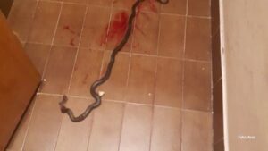 Porodica preživjela pravu noćnu moru: Djevojčica u sobi zatekla zmiju od metar