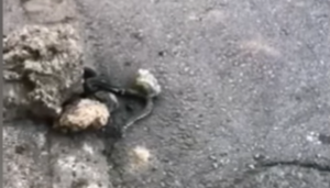 Neprijatan prizor: Zmija na ulici uplašila prolaznike VIDEO