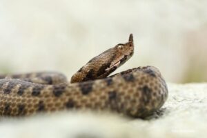 U Srpskoj registrovane tri vrste otrovnih zmija – zajedno se mogu naći samo na jednom mjestu