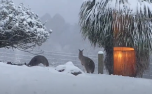 Nešto drugačija Australija: Kenguri skakuću po snijegu i traže hranu VIDEO