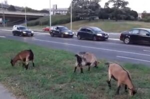 Koze site, zelena površina uredna: Nesvakidašnji prizor pored auto-puta iznenadio prolaznike VIDEO