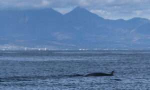 Čekanje se isplatilo: U Jadranu pronađen kit od 15 metara