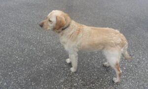 Gdje će mu duša: Zavezao psa za auto i vukao ga ulicom u Banjaluci