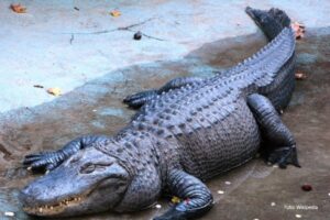 Preživio sve nedaće i bombardovanja: Aligator Muja prije 83 godine stigao u Beogradski zoološki vrt