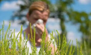 Sezona ambrozije u jeku: Savjeti kako da se lakše izborimo sa alergijom