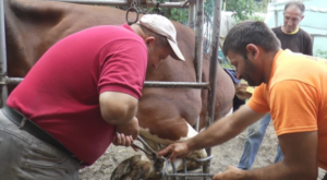 Nakon njegovog “pedikira” životinje lakše dišu: Kod Bate Piroćanca krave dolaze na uljepšavanje