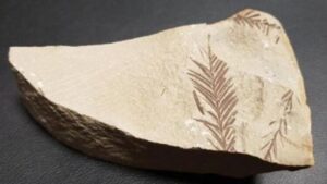 Biljni fosil star 65 miliona godina pronađen na jugu Turske