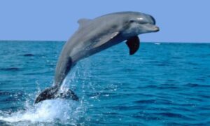 “Lično sam izbrojao najmanje 45 uginulih”: Ribari spasavaju povrijeđene delfine
