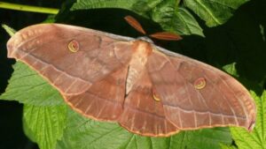 Raspon krila čak 15 centimetara: Džinovski leptir iznenadio stanovnike ovog dijela BiH VIDEO