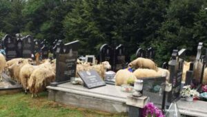 Ljudi ogorčeni slikom mjesta gdje počivaju njihovi preci: Ovce od groblja napravile tor FOTO
