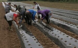 Sorta “kler”: Tri gazdinstva organizovala zasad 13.500 živica jagode