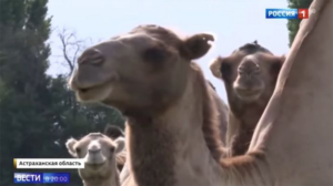 Mještani ne izlaze iz kuća: Pustio krdo kamila jer ne može brinuti o njima, zavladao haos