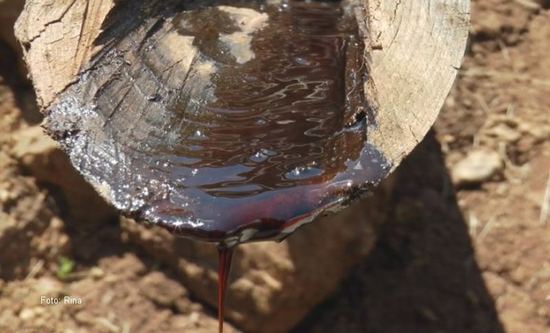 Crno zlato cijedi se iz panjeva starog bora: Nekada su od njega živjele mnoge porodice