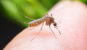 Ljudi su zabrinuti, žele da znaju! Stručnjaci otkrili mogu li komarci prenositi koronu