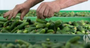 “Siguran otkup i sedmična isplata”: Interes za proizvodnju kornišona u Kostajnici
