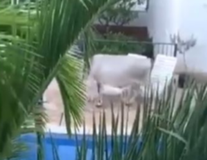Krava hit na internetu: Napravila haos u luksuznom odmaralištu, pa odšetala VIDEO