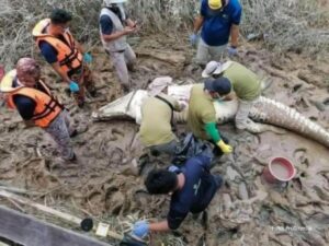 Strašno: Ostatke dječaka pronašli u stomaku krokodila dugog četiri metra