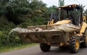 Osveta mještana: Uhvatili krokodila od pola tone i prevezli kroz selo u buldožeru VIDEO