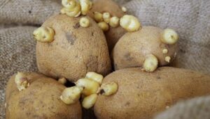 Ovaj trik spriječiće klijanje krumpira, tajna je u jednoj namirnici