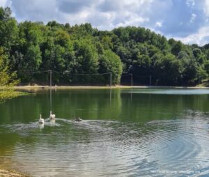 Labudovi “kradu” svu pažnju: Izletište na Manjači dobilo nove stanovnike