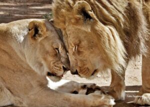 Kakva priča: Da ne bi patili jedno bez drugog par lavova uspavan istovremeno FOTO